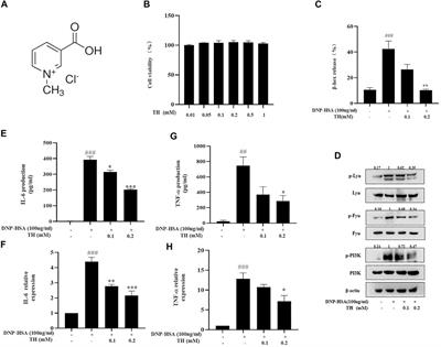 Trigonelline, An Alkaloid From Leonurus japonicus Houtt., Suppresses Mast Cell Activation and OVA-Induced Allergic Asthma